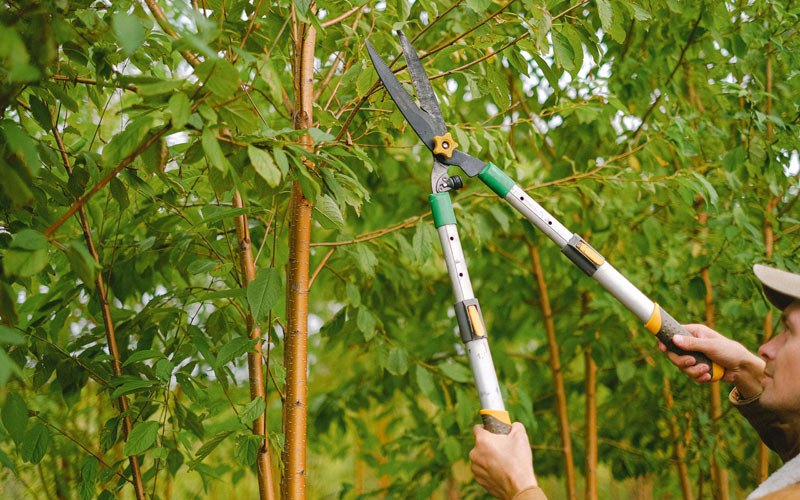 Tree trimming in Getzville, NY
